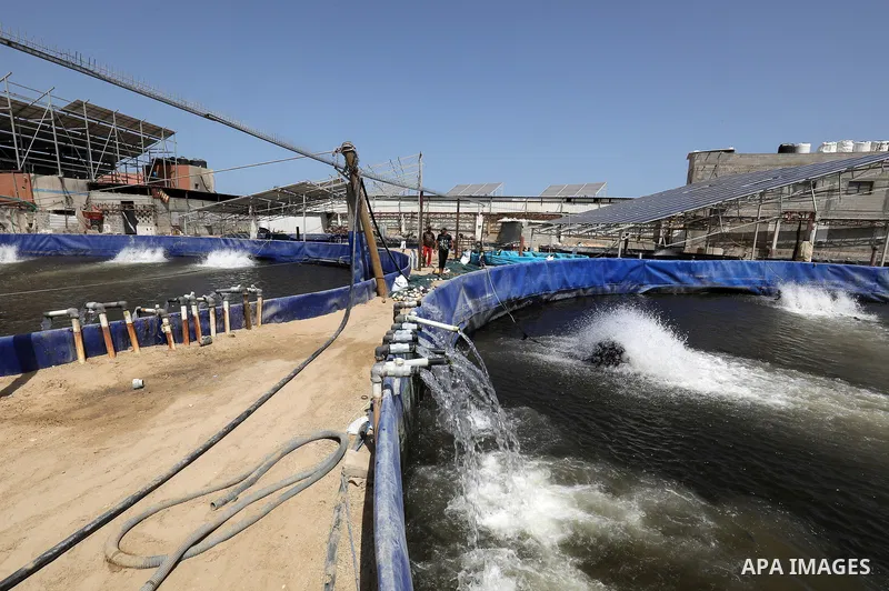 Palestinians work at ponds of fish's farms Khan Younis in the southern of Gaza strip on June 11, 2021. Fish farms in Gaza strip were subjected to material loss, cause of The latest Israeli military escalation. Fish farmi...