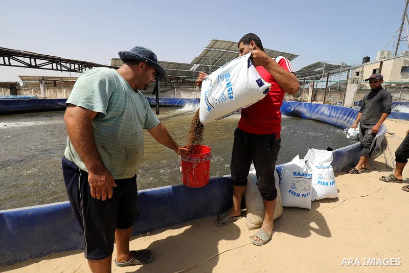 Palestinians work at ponds of fish's farms Khan Younis in the southern of Gaza strip on June 11, 2021. Fish farms in Gaza strip were subjected to material loss, cause of The latest Israeli military escalation. Fish farmi...