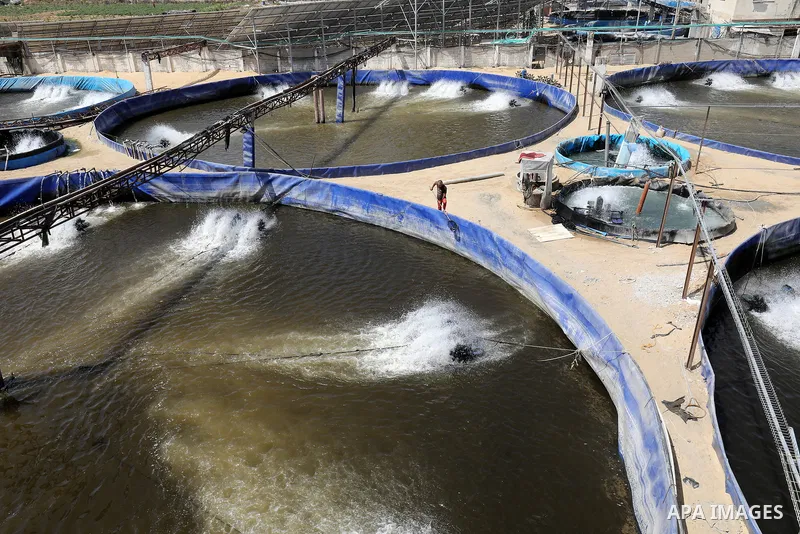 Palestinians work at ponds of fish's farms Khan Younis in the southern of Gaza strip on June 11, 2021. Fish farms in Gaza strip were subjected to material loss, cause of The latest Israeli military escalation. Fish farmi...
