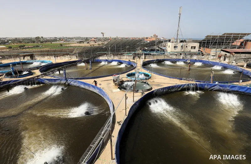 Palestinians work at ponds of fish's farms Khan Younis in the southern of Gaza strip on June 11, 2021. Fish farms in Gaza strip were subjected to material loss, cause of The latest Israeli military escalation. Fish farmi...