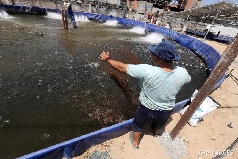 Palestinians work at ponds of fish's farms Khan Younis in the southern of Gaza strip on June 11, 2021. Fish farms in Gaza strip were subjected to material loss, cause of The latest Israeli military escalation. Fish farmi...