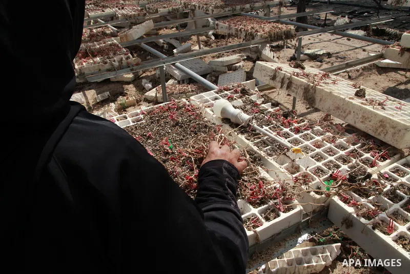 A Palestinian woman inspects damage at her hydroponics greenhouse, which was destroyed by Israeli air strikes during the May 2021 conflict between Hamas and Israel, in Beit Lahia in the northern Gaza Strip, on June 20, 2...