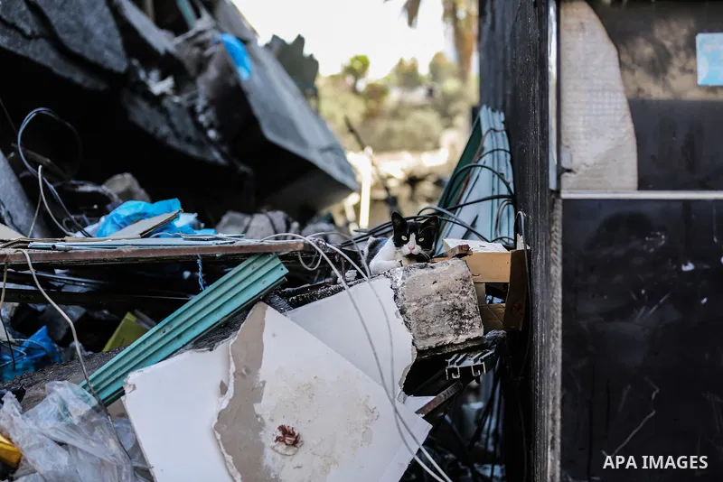 A cat sits on the rubbles of of Jala' Tower which destroyed on May 15 during Israeli air-strike, in Gaza city, on June 20, 2021. Photo by Bashar Taleb