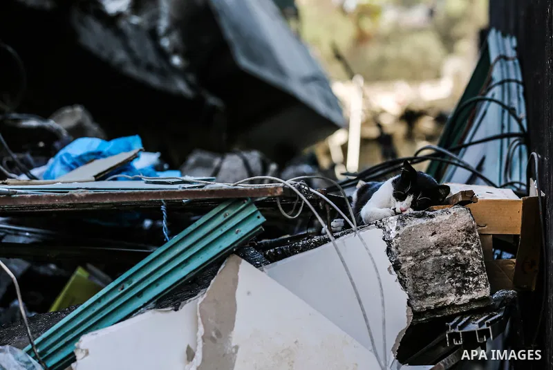 A cat sits on the rubbles of of Jala' Tower which destroyed on May 15 during Israeli air-strike, in Gaza city, on June 20, 2021. Photo by Bashar Taleb
