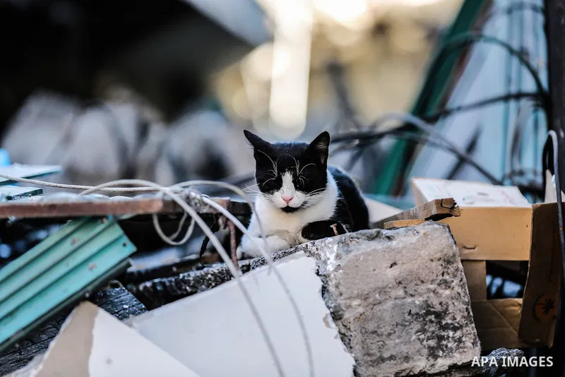 A cat sits on the rubbles of of Jala' Tower which destroyed on May 15 during Israeli air-strike, in Gaza city, on June 20, 2021. Photo by Bashar Taleb