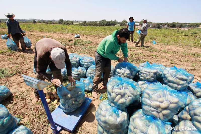 Palestinian farmers harvest potatoes during the harvest season, in Beit Lahia in the northern of Gaza Strip on June 21, 2021. The Palestinian Ministry of Agriculture in Gaza said that the total losses suffered by the sec...