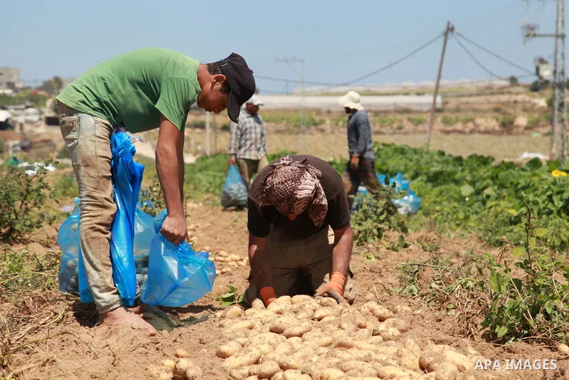 Palestinian farmers harvest potatoes during the harvest season, in Beit Lahia in the northern of Gaza Strip on June 21, 2021. The Palestinian Ministry of Agriculture in Gaza said that the total losses suffered by the sec...