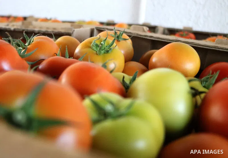 A Palestinian worker checks tomatoes, in a vegetable store, in Khan Younis in the southern of Gaza strip on June 24, 2021. Israel says Gaza farmers must remove crowns from tomatoes if they want to export them. Palestinia...