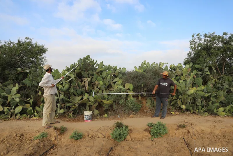 Palestinian men pick prickly pear fruit during the harvest season in Khan Younis in the southern of Gaza strip, on July 12, 2021. Opuntia, commonly called prickly pear, is a genus of flowering plants in the cactus family...