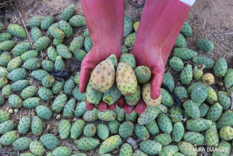 Palestinian men pick prickly pear fruit during the harvest season in Khan Younis in the southern of Gaza strip, on July 12, 2021. Opuntia, commonly called prickly pear, is a genus of flowering plants in the cactus family...