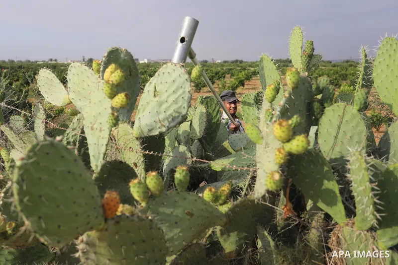 Palestinian men pick prickly pear fruit during the harvest season in Khan Younis in the southern of Gaza strip, on July 12, 2021. Opuntia, commonly called prickly pear, is a genus of flowering plants in the cactus family...
