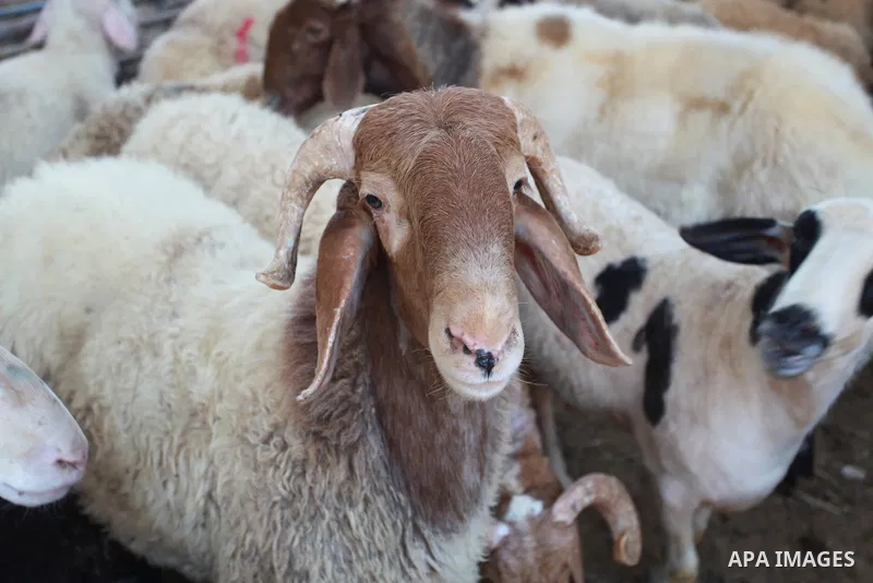 Palestinians work inside a livestock farm in Gaza city ahead of Eid al-Adha, on July 12, 2021. Eid al-Adha, or the feast of sacrifice, falls at this month when Muslims will slaughter sheep, goats, camels or calves. Photo...