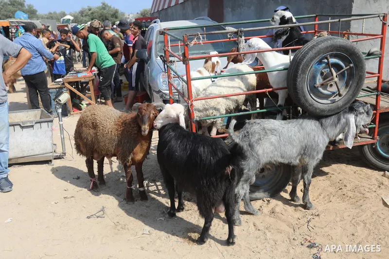 Palestinians choose sheep at a livestock market, ahead of Eid al-Adha, at al-Bureij refugee camp in the central Gaza Strip, on July 19, 2021. Eid al-Adha, or the feast of sacrifice, falls at this month when Muslims will...