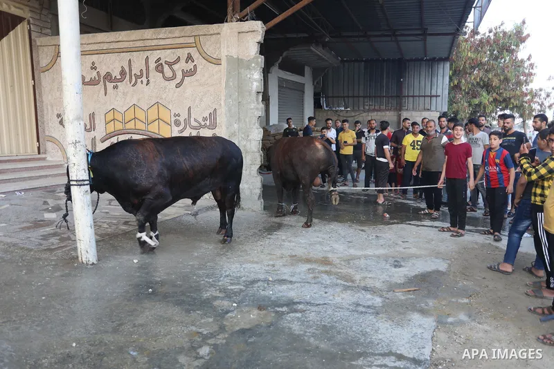Palestinian Muslims sacrifice livestock as part of the commemoration for the first day of Eid al-Adha or feast of the sacrifice, in Khan Younis, in the southern Gaza Stripon July 20, 2021. Eid al-Adha, or Feast of Sacrif...