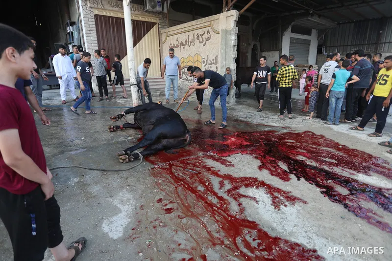 Palestinian Muslims sacrifice livestock as part of the commemoration for the first day of Eid al-Adha or feast of the sacrifice, in Khan Younis, in the southern Gaza Stripon July 20, 2021. Eid al-Adha, or Feast of Sacrif...