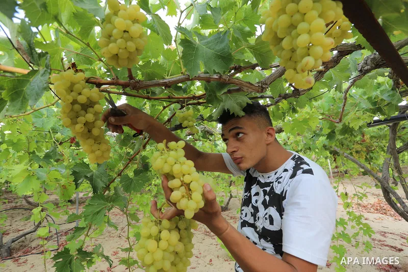 A Palestinian farmer collects grapes during harvest season, in Gaza city, on July 26, 2021. The prices at which the grapes are sold do not satisfy the farmers because of the weak economic situation caused by recent confl...