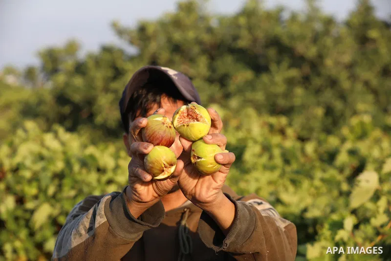 A Palestinian man collects Figs during harvest season in Gaza city, on July 28, 2021. Figs, grapes and watermelons are among the most popular fruits during Gaza's hot summer. Palestinian farmer told that the output of th...