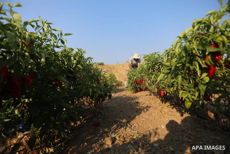 Palestinian men collect red peppers during harvest season in Gaza city, on August 01, 2021. Palestinian farmer told that the output of the harvest of red peppers this year is lower than forecast. The prices at which the...