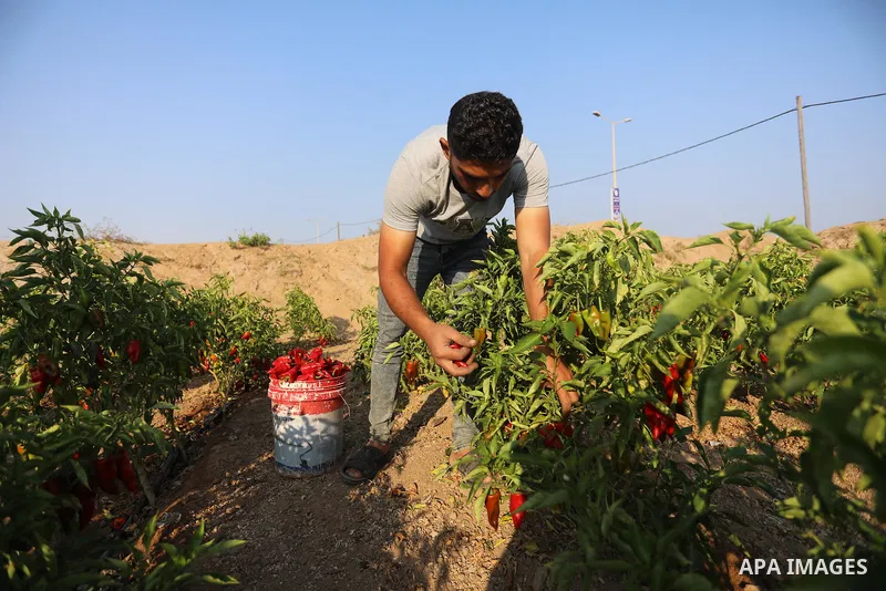 Palestinian men collect red peppers during harvest season in Gaza city, on August 01, 2021. Palestinian farmer told that the output of the harvest of red peppers this year is lower than forecast. The prices at which the...