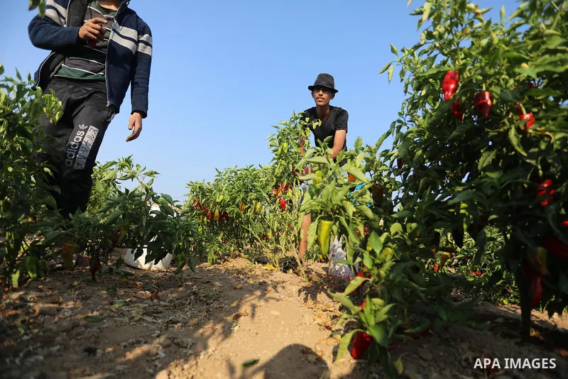 Palestinian men collect red peppers during harvest season in Gaza city, on August 01, 2021. Palestinian farmer told that the output of the harvest of red peppers this year is lower than forecast. The prices at which the...
