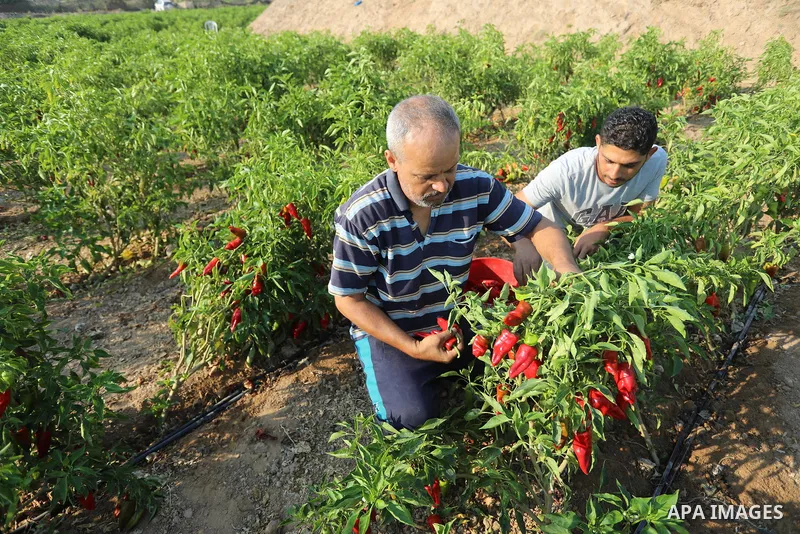 Palestinian men collect red peppers during harvest season in Gaza city, on August 01, 2021. Palestinian farmer told that the output of the harvest of red peppers this year is lower than forecast. The prices at which the...