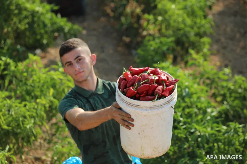 Palestinian men collect red peppers during harvest season in Gaza city, on August 01, 2021. Palestinian farmer told that the output of the harvest of red peppers this year is lower than forecast. The prices at which the...