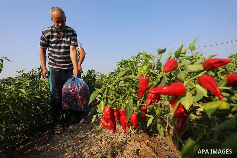 Palestinian men collect red peppers during harvest season in Gaza city, on August 01, 2021. Palestinian farmer told that the output of the harvest of red peppers this year is lower than forecast. The prices at which the...