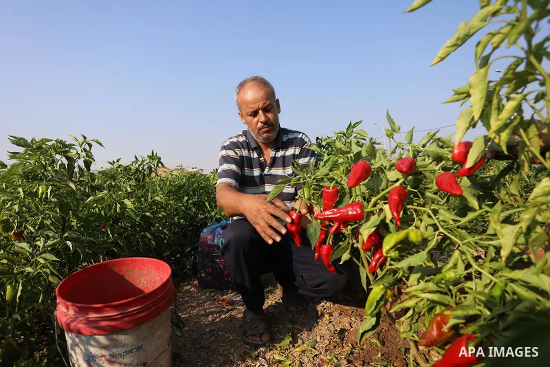 Palestinian men collect red peppers during harvest season in Gaza city, on August 01, 2021. Palestinian farmer told that the output of the harvest of red peppers this year is lower than forecast. The prices at which the...
