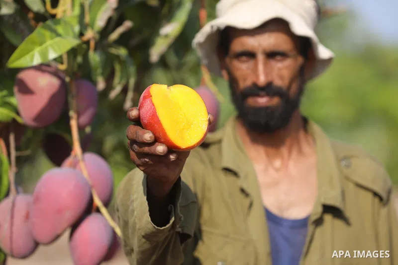 A Palestinian man picks Mango at a field during the harvest season in the center of Gaza strip, on August 11, 2021. With the summer heat, mango fruits begin to mature in the Gaza Strip. There are seven different types of...