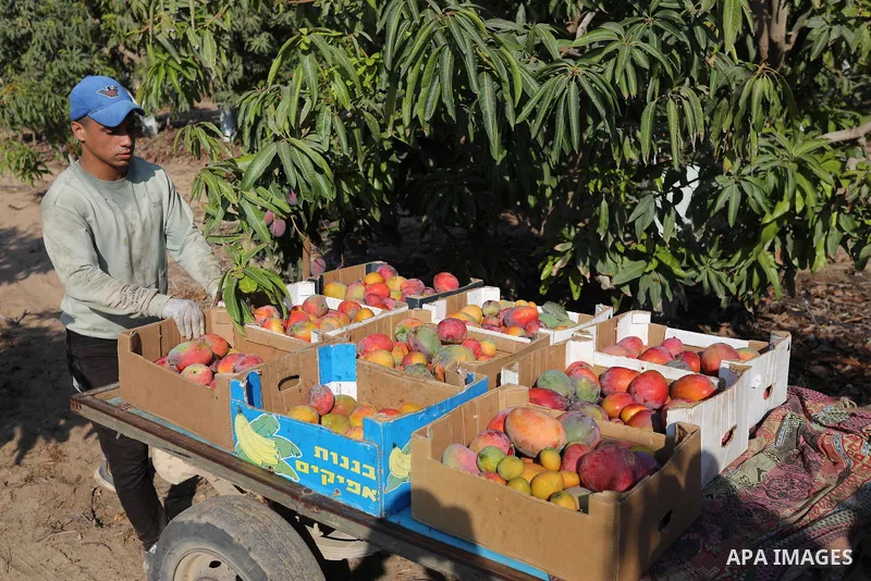 A Palestinian man picks Mango at a field during the harvest season in the center of Gaza strip, on August 11, 2021. With the summer heat, mango fruits begin to mature in the Gaza Strip. There are seven different types of...