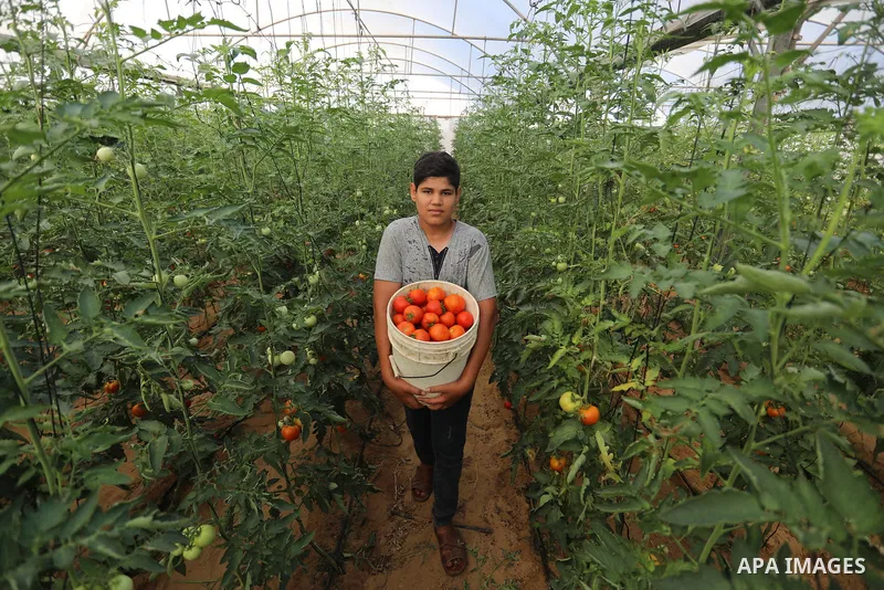 Palestinian farmers sort freshly harvested Tomatoes, in Rafah in the southern of Gaza strip, on August 15, 2021. Where the price of a kilo of Tomatoes became 4 shekels, as a result of the high temperatures during the pas...