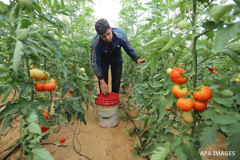 Palestinian farmers sort freshly harvested Tomatoes, in Rafah in the southern of Gaza strip, on August 15, 2021. Where the price of a kilo of Tomatoes became 4 shekels, as a result of the high temperatures during the pas...