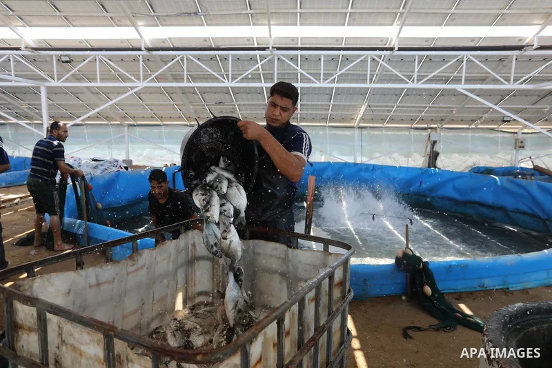 Palestinians work at ponds of fish's farms, in Gaza city on August 21, 2021. The Israeli forces navy regularly fires on Palestinian fishermen and confiscates their boats and fishing gear, so much so that it has been deem...