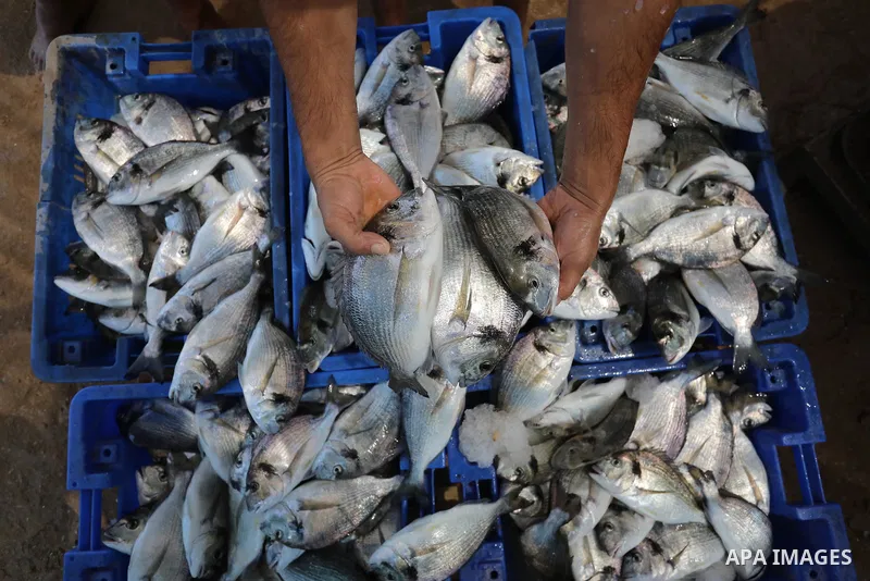 Palestinians work at ponds of fish's farms, in Gaza city on August 21, 2021. The Israeli forces navy regularly fires on Palestinian fishermen and confiscates their boats and fishing gear, so much so that it has been deem...