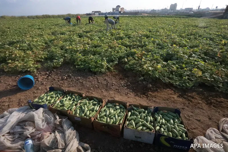 A Palestinian farmer picks zucchini at a field, in Gaza city, on August 22, 2021. Some traders assert that prices are related to supply, but some types of vegetables and fruits face small quantities offered in the local...