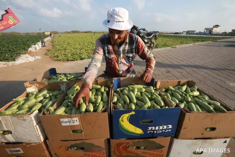 A Palestinian farmer picks zucchini at a field, in Gaza city, on August 22, 2021. Some traders assert that prices are related to supply, but some types of vegetables and fruits face small quantities offered in the local...