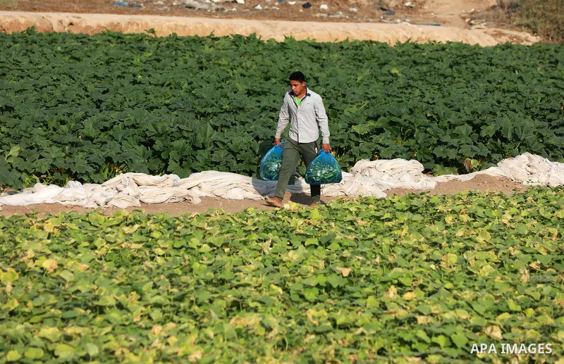 A Palestinian farmer picks zucchini at a field, in Gaza city, on August 22, 2021. Some traders assert that prices are related to supply, but some types of vegetables and fruits face small quantities offered in the local...