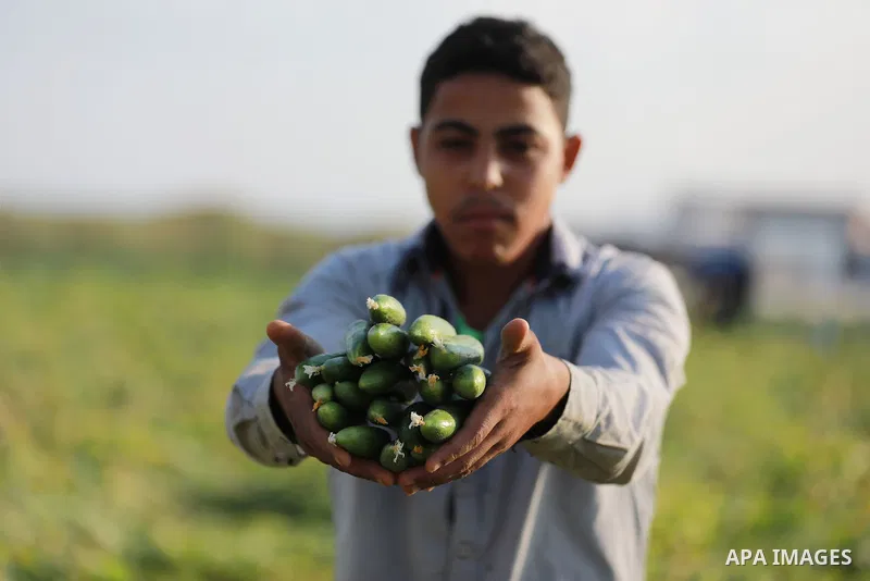 A Palestinian farmer picks zucchini at a field, in Gaza city, on August 22, 2021. Some traders assert that prices are related to supply, but some types of vegetables and fruits face small quantities offered in the local...
