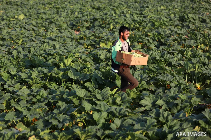 A Palestinian farmer picks zucchini at a field, in Gaza city, on August 22, 2021. Some traders assert that prices are related to supply, but some types of vegetables and fruits face small quantities offered in the local...