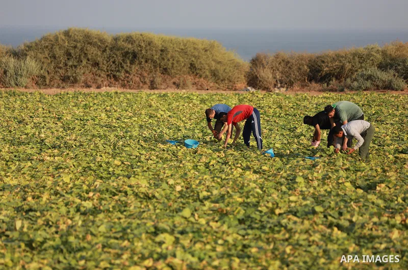 Palestinian farmers pick zucchini at a field, in Gaza city, on August 22, 2021. Some traders assert that prices are related to supply, but some types of vegetables and fruits face small quantities offered in the local ma...