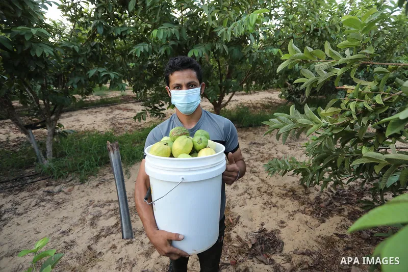 A Palestinian farmer collects guava fruits at the start of the annual harvest season, in Khan Younis in the southern Gaza Strip on August 24, 2021. At the endinning of August , the guava harvest season began in the Gaza...