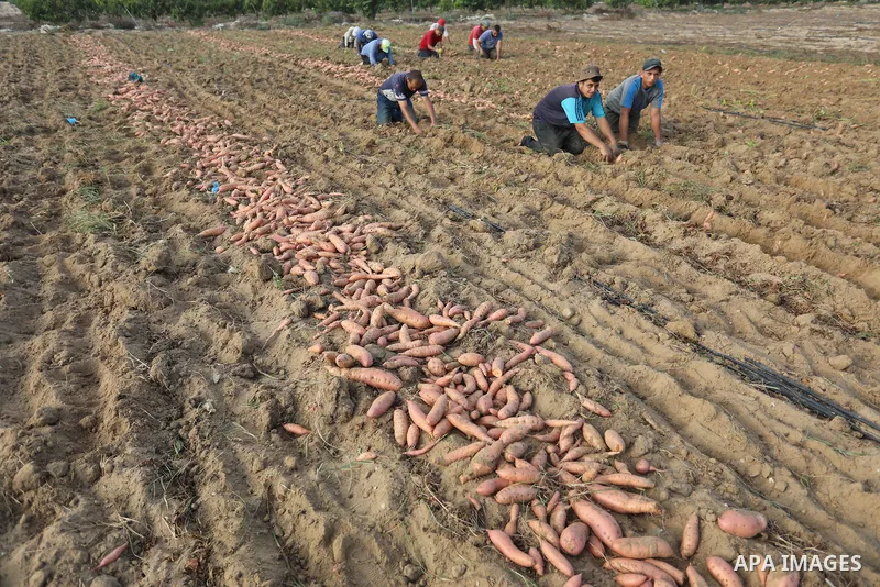 Palestinian farmers harvest sweet potato at a farm in Khan Yunis, in the southern Gaza Strip, on August 24, 2021. Farmers embarked on reaping the fruits of sweet potatowith the hope that they will achieve satisfactory pr...