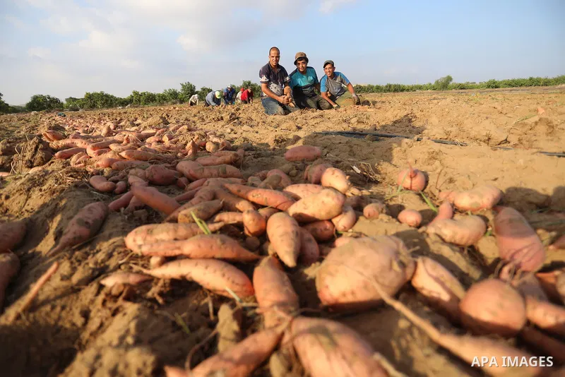 Palestinian farmers harvest sweet potato at a farm in Khan Yunis, in the southern Gaza Strip, on August 24, 2021. Farmers embarked on reaping the fruits of sweet potatowith the hope that they will achieve satisfactory pr...