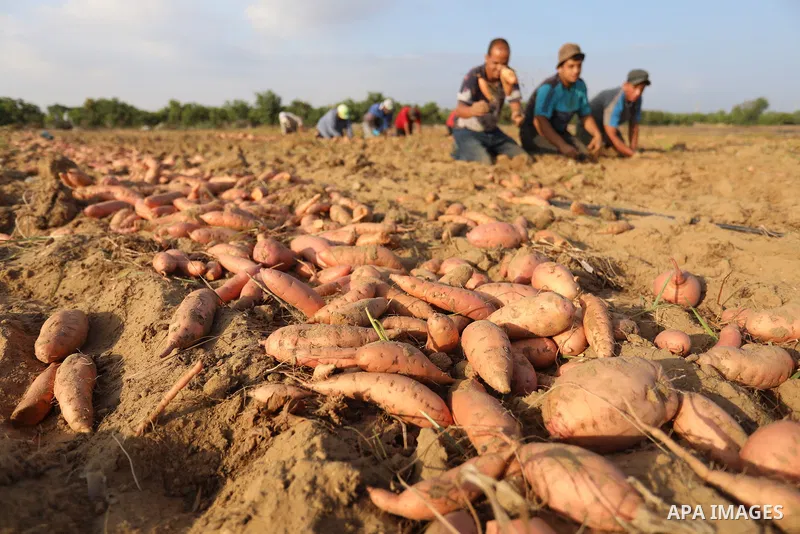 Palestinian farmers harvest sweet potato at a farm in Khan Yunis, in the southern Gaza Strip, on August 24, 2021. Farmers embarked on reaping the fruits of sweet potatowith the hope that they will achieve satisfactory pr...