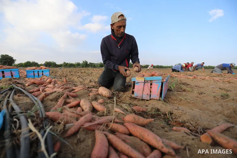 Palestinian farmers harvest sweet potato at a farm in Khan Yunis, in the southern Gaza Strip, on August 24, 2021. Farmers embarked on reaping the fruits of sweet potatowith the hope that they will achieve satisfactory pr...