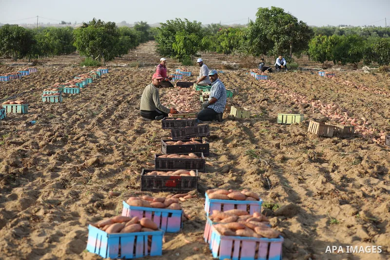 Palestinian farmers harvest sweet potato at a farm in Khan Yunis, in the southern Gaza Strip, on August 24, 2021. Farmers embarked on reaping the fruits of sweet potatowith the hope that they will achieve satisfactory pr...