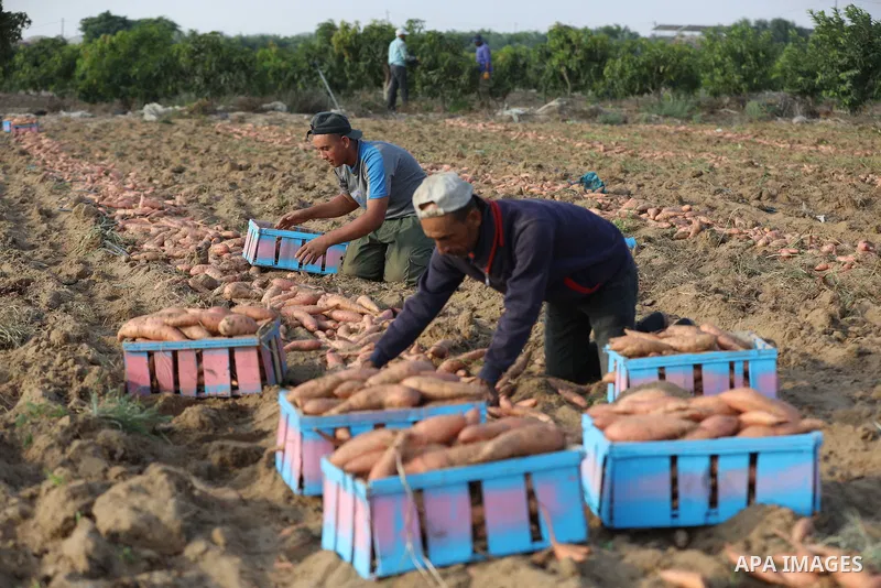 Palestinian farmers harvest sweet potato at a farm in Khan Yunis, in the southern Gaza Strip, on August 24, 2021. Farmers embarked on reaping the fruits of sweet potatowith the hope that they will achieve satisfactory pr...