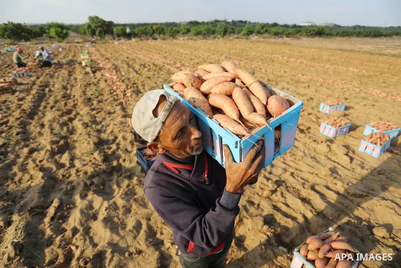 Palestinian farmers harvest sweet potato at a farm in Khan Yunis, in the southern Gaza Strip, on August 24, 2021. Farmers embarked on reaping the fruits of sweet potatowith the hope that they will achieve satisfactory pr...