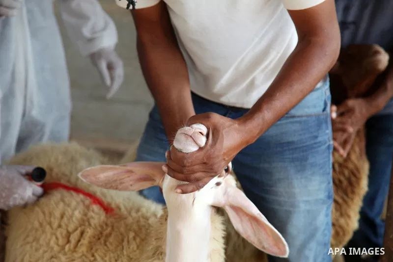 Palestinian agriculture workers inject a dose for sheep against Brucellosis, in Beit Lahia in the northern Gaza Strip, on August 25, 2021. Brucellosis is a bacterial disease caused by various Brucella species, which main...