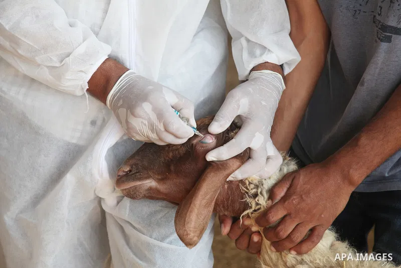 Palestinian agriculture workers inject a dose for sheep against Brucellosis, in Beit Lahia in the northern Gaza Strip, on August 25, 2021. Brucellosis is a bacterial disease caused by various Brucella species, which main...